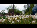 Beautiful nature in spring. Background sounds for study, sleep.