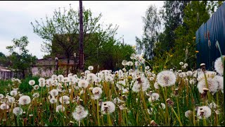 Beautiful nature in spring. Background sounds for study, sleep.