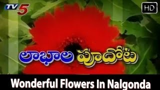 Flowers - Wonderful Farms In Nalgonda  - TV5