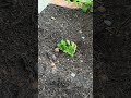 Planteamiento de #Apio #verduras