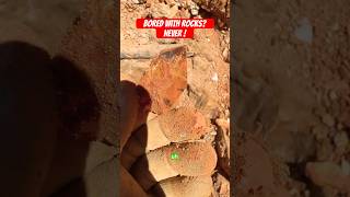 Amazing Reasons To Begin Rockhounding at Any Age. #rockhounding #fossils #shorts