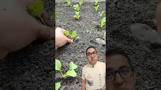 वाउ कस्तो गजबको टेक्निक है #garden #gardening #satisfying #farming #イラスト #tools