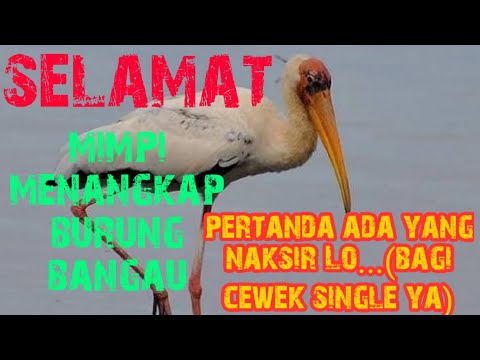 Video: Mengapa Burung Bangau Bermimpi