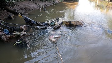 Những Con Cá Bự Nằm Ở Đống Trà Sông Bãi | Kích Cá Miền Tây | Catch Fish