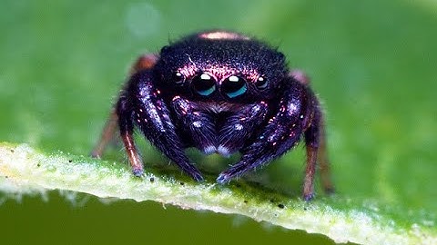 Into the Breach Advanced Edition Switch Release Arachnophiles and Cataclysm Achievements