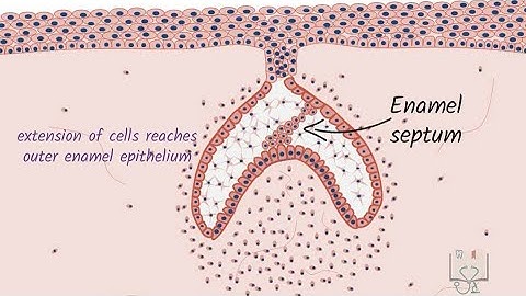 Development of Tooth - Part 3 (Morphological stages - Cap stage)
