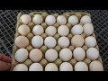 Tinted Folluklardan Yumurta Toplama ve Tavukları Salma