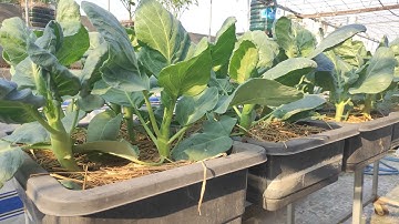 Cách trồng Cải Rổ sao cho cây mập Ú lá to , các Chị nội trợ đều trồng được  | Khoa Hien 467