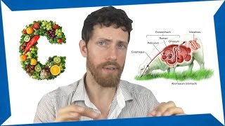 My 'Humans are Herbivores' Video Was Debunked :(