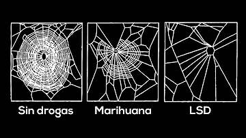 ¿Qué araña es simpática?