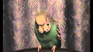 Говорящий попугай Тоша
