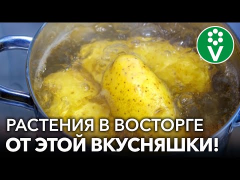 ВМЕСТО ДОРОГИХ УДОБРЕНИЙ готовлю натуральную подкормку для всех растений абсолютно бесплатно!