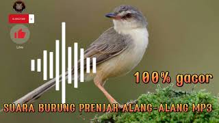 🔴suara burung prenjak Alang Alang gacor buat pikat di jamin dapat banyak   ampuh 100%‼️