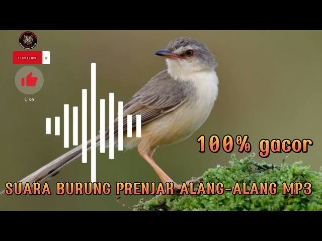 🔴suara burung prenjak Alang Alang gacor buat pikat di jamin dapat banyak   ampuh 100%‼️ class=