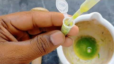 ISOLATION OF PROTOPLAST BY USING MECHANICAL METHOD