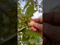 Summer fruits - బంక పళ్ళు