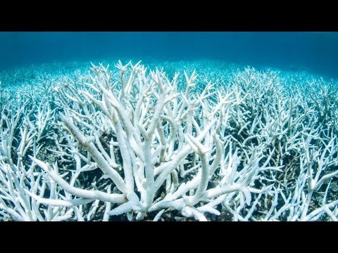 Видео: Австралия инвестирует более 375 миллионов долларов в спасение Большого Барьерного рифа