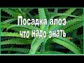 ღღღ Посадка АЛОЭ. При посадке и выращивании АЛОЭ надо знать. ღღღ