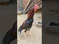 Lakha Tajdar Aseel Murga 🐔 Powerful Azan Voice #Shorts #Aseel #DesiSwag