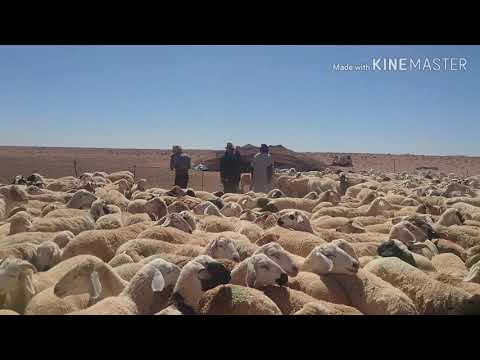 مغامرة في ارض البدو الرحل وسكان الخيام في المغرب