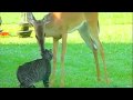 Song A Day #206: The Deer and The Cat