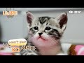 나는 태어난 지 31일된 아메리칸 숏헤어 새끼다 [애니멀봐 나새끼 65호]ㅣI’m A 31 Days Old American Shorthair [65th Lead]