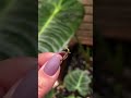 growing a tiny alocasia corm! let’s see if this one makes it #houseplants #plantlover