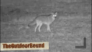 Night Vision Coyote Hunt 2023 Episode 1