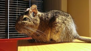 The 25 Perfect Names for Your Degu 🐭✨ by 1minanimals 34 views 10 days ago 3 minutes, 53 seconds