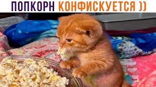ПОПКОРН КОНФИСКУЕТСЯ ))) Приколы с котами | Мемозг 1286