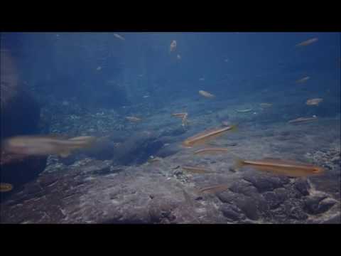 カワムツの特徴 見分け方 写真から探せる魚図鑑