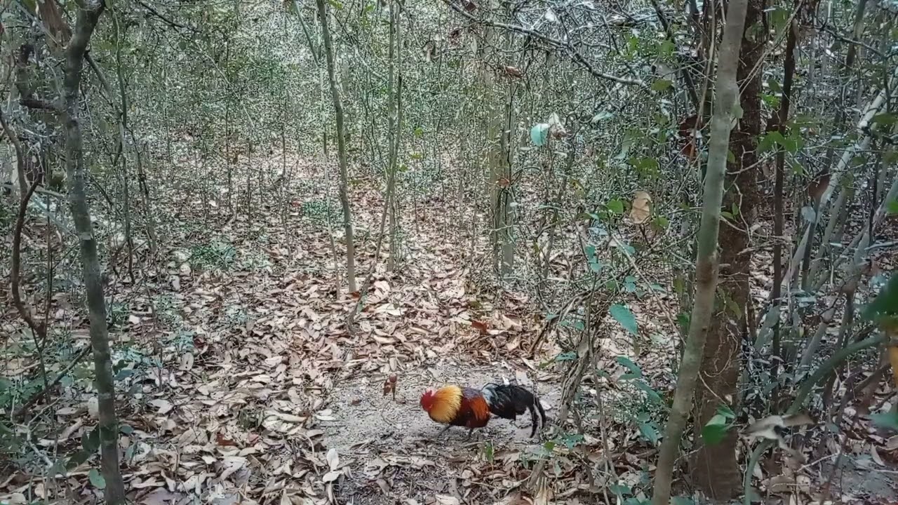 6 กุมภาพันธ์ ค.ศ. 2026