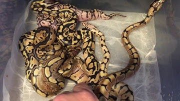 2018 Clutch #1-Proved out the het Clowns