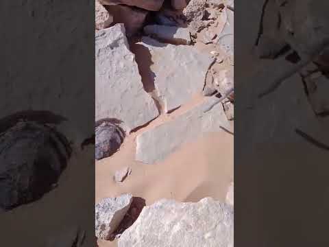 عين ديناصور آثار غريبة
