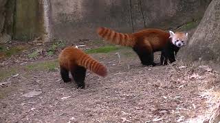 Annoyed Red Panda