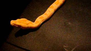 Female 2011 Albino Burm
