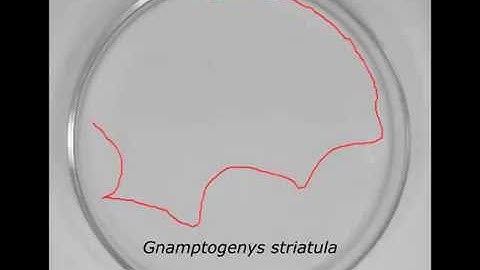 Tracking samples  -  insects