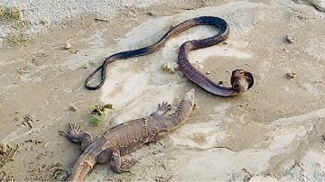 Cobra Snake vs Monitor Lizard Fight to death || Snake Hub