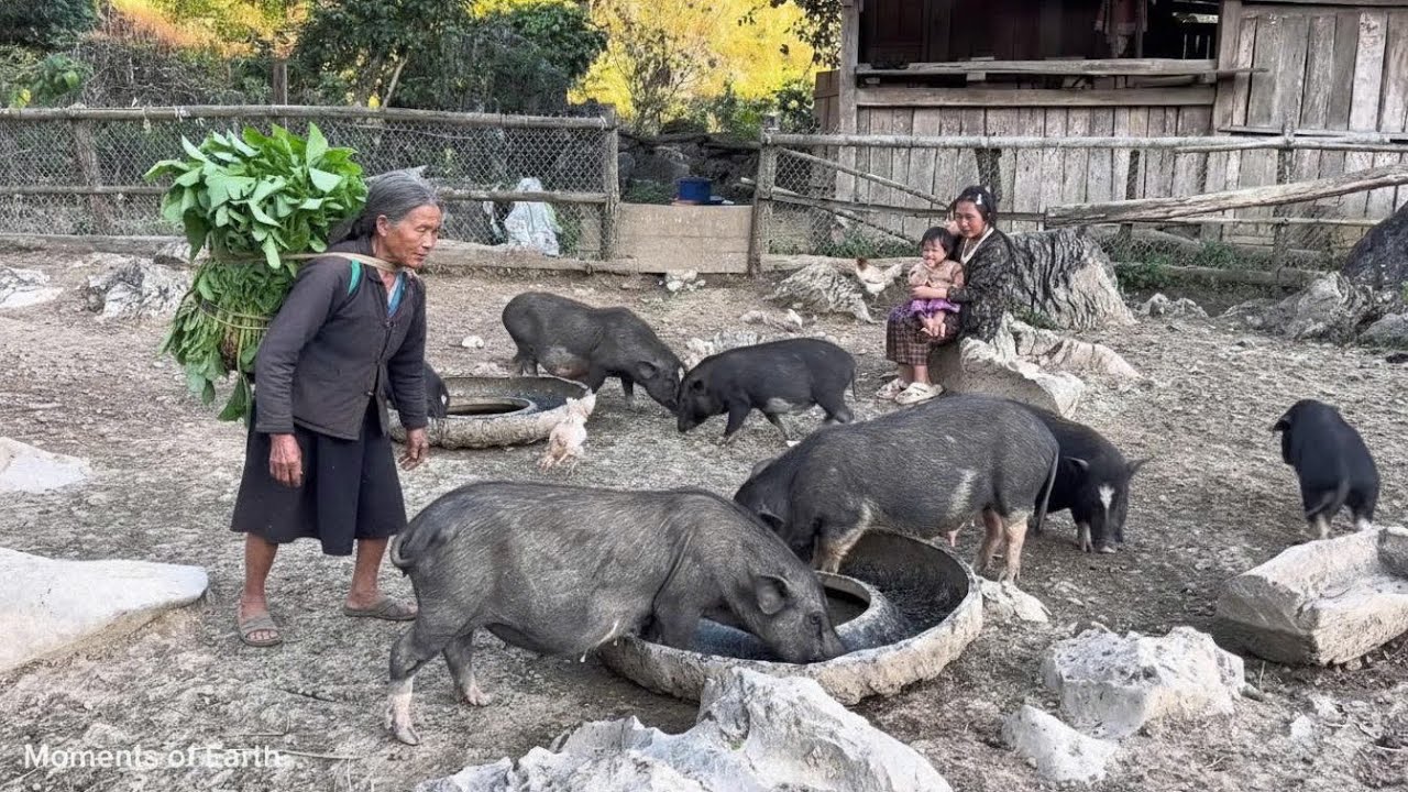 Daily Life in a Poor Border Village | Farming and Raising Livestock
