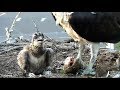 Iris, the chick and the fish 2018 06 27 22 45 31 723