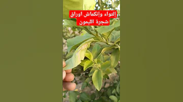 أسباب إلتواء وانكماش أوراق شجرة الليمون وجميع أشجار الحمضيات زراعة شجرة الليمون أمراض الليمون 