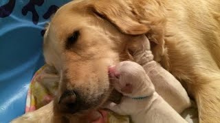 Service Dog Didn’t Know How to Socialize Until He Met His Kitten Sister by Watchjojo Animals 1,098 views 2 years ago 2 minutes, 9 seconds