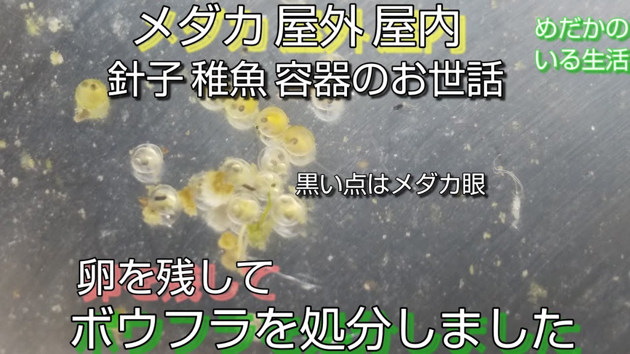 メダカ 針子 稚魚 容器 卵を残してボウフラだけを処分しました 卵は有精卵 メダカの眼が見えます 屋外水槽 屋内水槽 水換え 餌やり Youtube