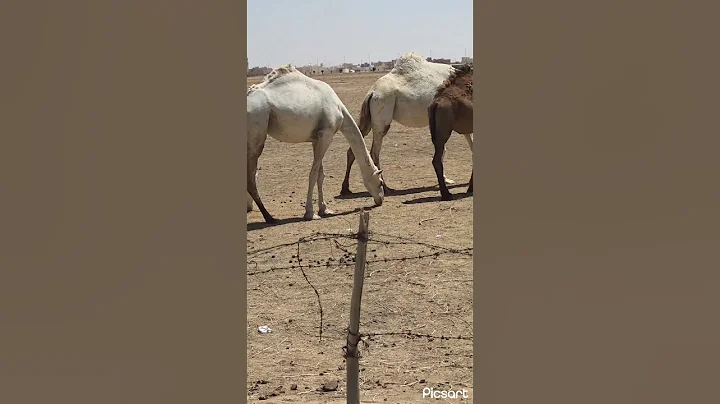 aadhunik Krishi Essential Cultivation Machines #satisfying #shot