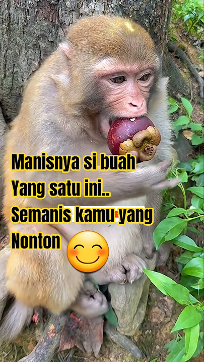 buah manggis #shortvideo #fruit #manggis #funny #videolucubikinngakakterbaru #monyetlucu