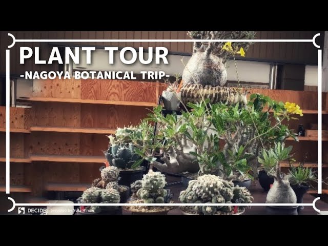 アガベ！PLANT TOUR | 多肉 塊根植物 | 植物と暮らす | 初心者 | 観葉