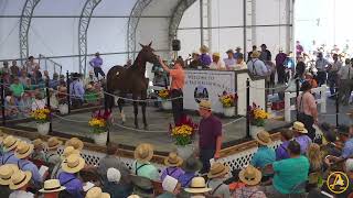 2025 Midwest Breeders Edition Sale - Day 1 AuctionPro