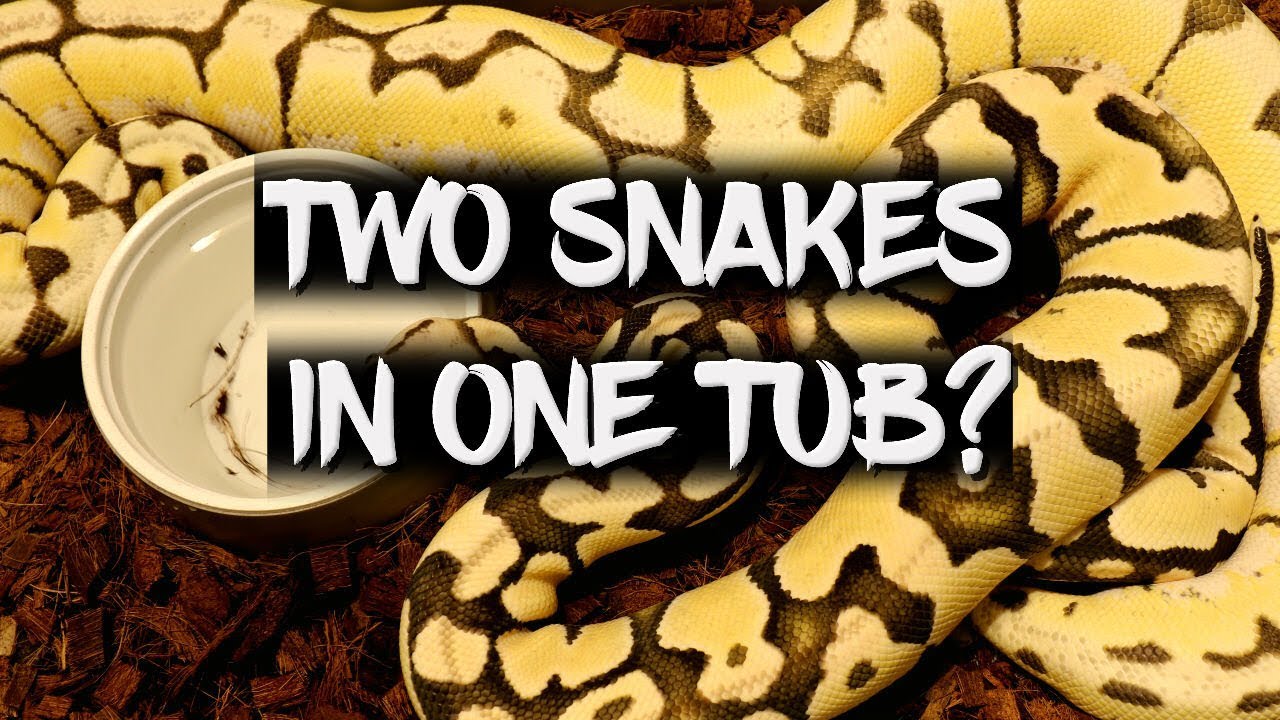 eggs florentine Two snakes in one enclosure?