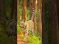 Tigres Sharmili from Tadoba andhari tiger reserve.