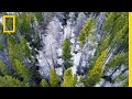 This Tiny Beetle Is Devastating Forests in the Worst Outbreak Ever | Short Film Showcase